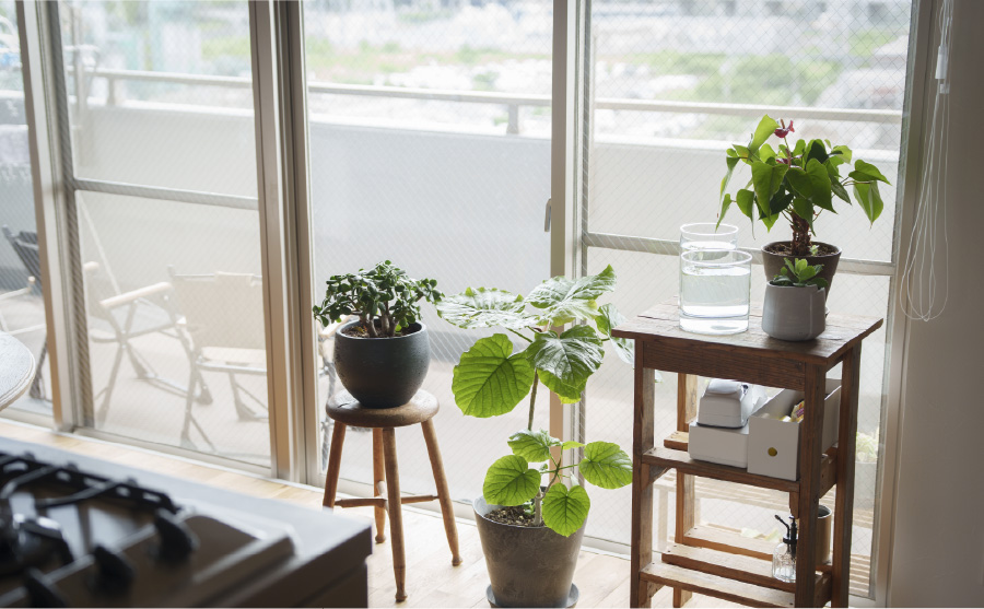内窓のある明るい窓辺に並ぶ観葉植物